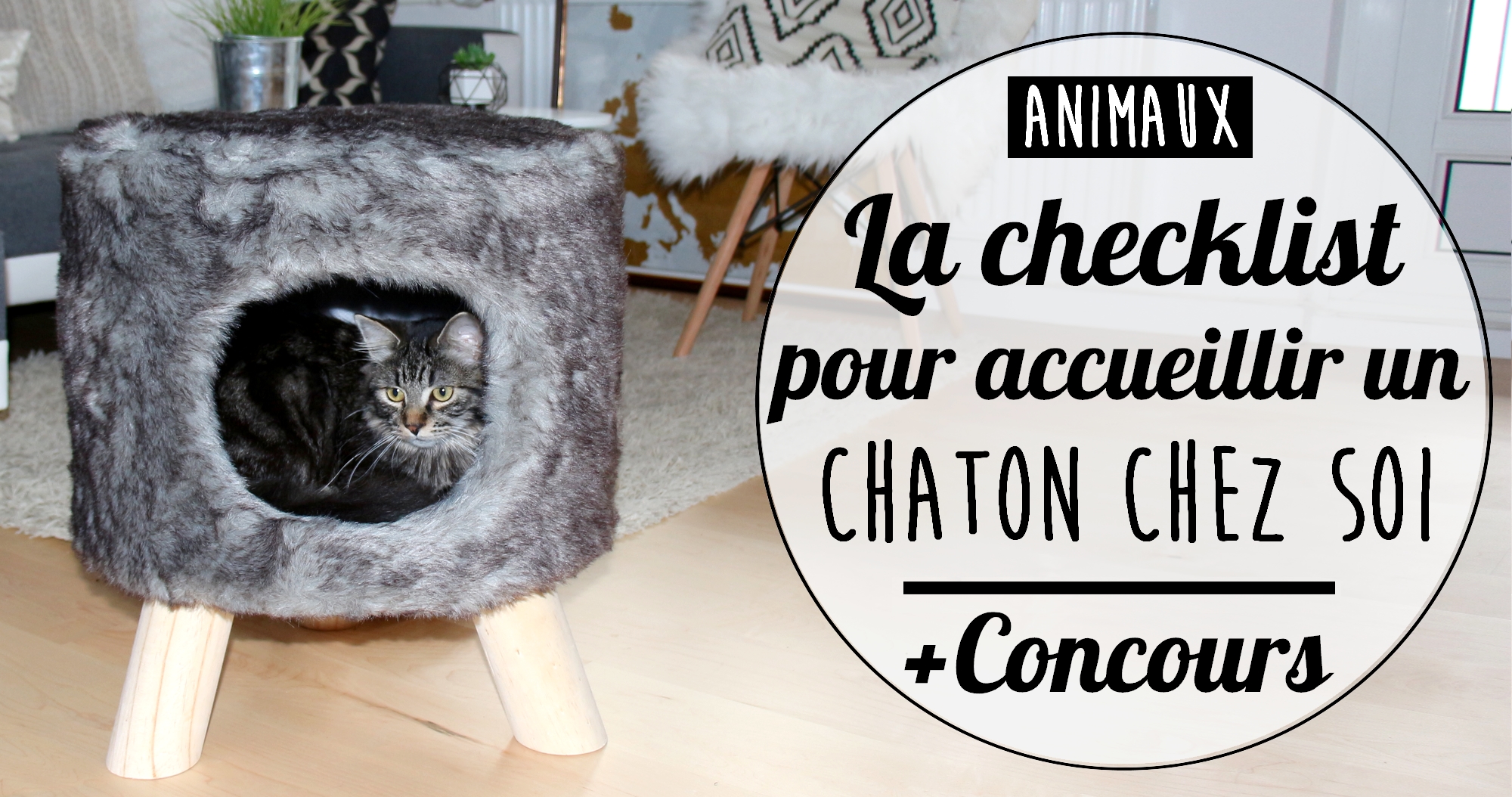 La Checklist Pour Adopter Un Chat A La Maison